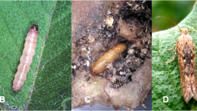 Photo of Potato Moth (Phthorimaea operculella): [Characteristics, Detection, Effects and Treatment]