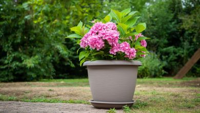 Photo of Potted Hydrangea Care