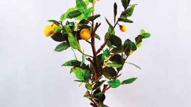 Photo of Potted Orange Tree Care: [Soil, Humidity, Pruning and Problems]