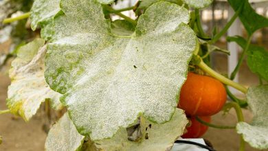 Photo of Powdery mildew in the Garden: powdery mildew in cucumber, in pumpkin,… How to combat it?