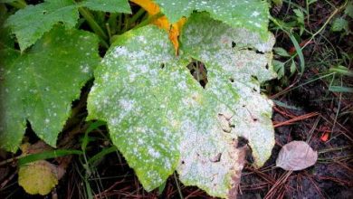 Photo of Powdery mildew: what disease is it? How to identify it? How to treat and prevent it?