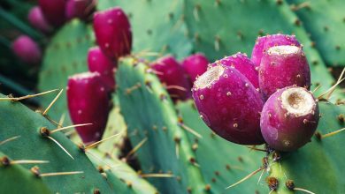 Photo of Prickly Pears: [Cultivation, Irrigation, Care, Pests and Diseases]