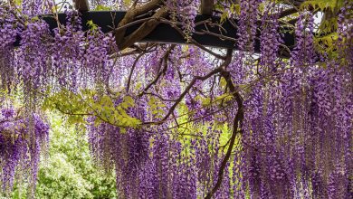 Photo of Properties, cultivation and care of wisteria, an ornamental plant
