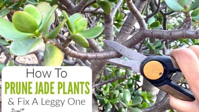 Photo of Prune a Jade plant: [Importance, Season, Tools, Considerations and Steps]