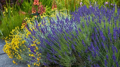 Photo of Prune a Lavender: [Dates, Tools and Ways to Do It]