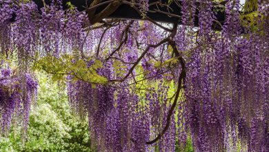 Photo of Prune a Wisteria: [Importance, Time, Tools, Considerations and Steps]