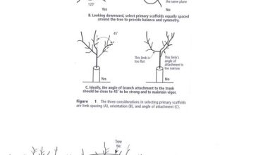 Photo of Prune almond trees: [Importance, Time, Considerations and Steps]