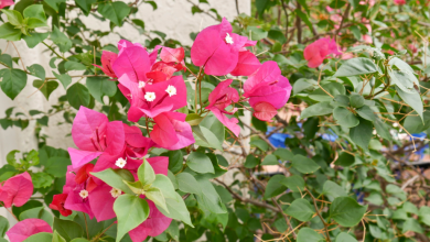 Photo of Prune Bougainvillea: [Importance, Time, Considerations and Steps]