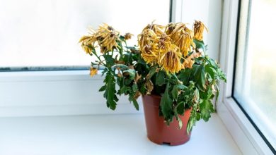 Photo of Prune Chrysanthemums: [Importance, Season, Tools, Considerations and Steps]