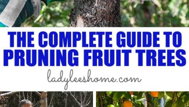 Photo of Prune Fruit Trees: [Importance, Season, Tools, Considerations and Steps]