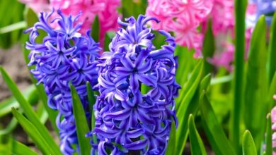 Photo of Prune Hyacinths: [Importance, Time, Tools, Considerations and Steps]