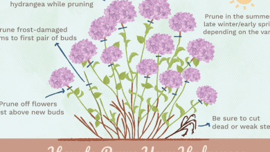 Photo of Prune hydrangeas: advice and recommendations