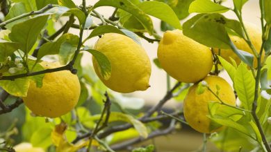 Photo of Prune Lemon Trees: [Importance, Time, Considerations and Steps]