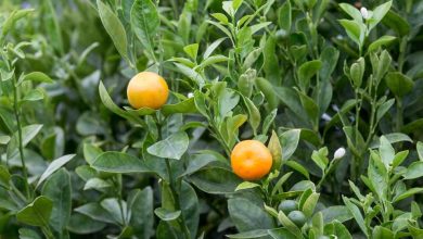 Photo of Prune Orange and Lemon Trees: [Importance, Time, Tools, Considerations and Steps]
