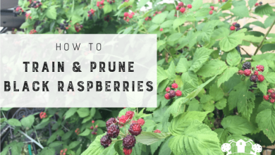 Photo of Prune Raspberries: [Importance, Season, Tools, Considerations and Steps]