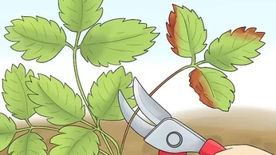 Photo of Prune Strawberries: [Importance, Season, Tools, Considerations and Steps]