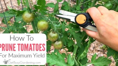 Photo of Prune Tomatoes: [When To Do It, Tools, Forms and Utility]