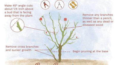 Photo of Pruning rose bushes: [Reasons, Season, Tools and Steps to follow]