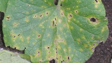 Photo of Pumpkin: Common Pests and Diseases in the Garden