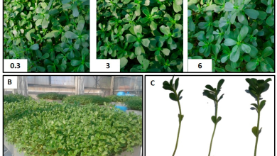 Photo of Purslane: [Crop, Associations, Pests and Diseases]