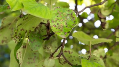 Photo of Quince Pests and Diseases: How to Identify and Treat Them