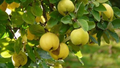 Photo of Quince Tree: [Care, Planting, Irrigation, Substrate and Pests]