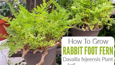 Photo of Rabbit Plant Care: [Earth, Humidity and Pruning]