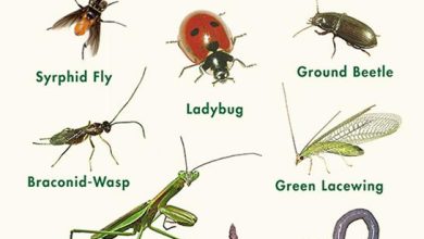 Photo of Raising beneficial insects in the garden: The home of insects
