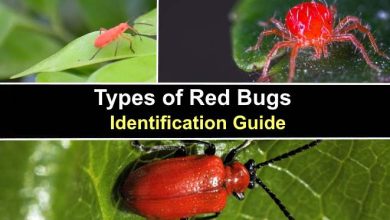 Photo of Red Bugs on Plants: Complete Guide with Photos