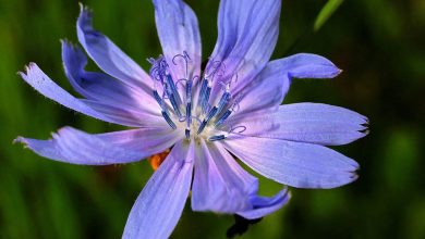 Photo of Red Chicory: [Characteristics, Cultivation, Care and Disadvantages]
