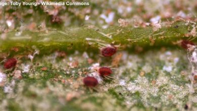 Photo of Red spider or red spider mite on plants: How to eliminate with home remedies