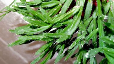 Photo of Rhipsalis: [Planting, Care, Irrigation, Substrate, Pests and Diseases]