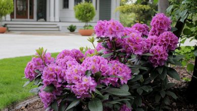 Photo of Rhododendron care, the perfect bush