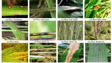 Photo of Rice Pests and Diseases: [Detection, Causes and Solutions]