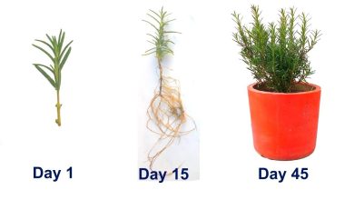 Photo of Rosemary Cuttings: [Concept, Season, Rooting and Planting]