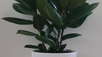 Photo of Rubber tree or Ficus Elastica: [Planting, Care, Substrate and Irrigation]