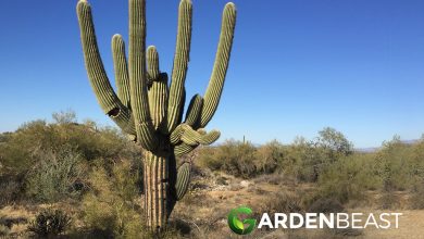 Photo of Saguaro: [Characteristics, Cultivation, Care and Disadvantages]