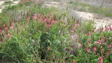 Photo of Sainfoin: [Characteristics, Cultivation, Care and Disadvantages]