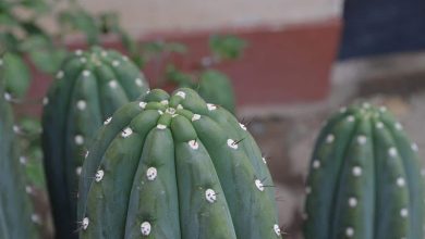 Photo of San Pedro Cactus: [Planting, Care, Substrate, Irrigation]