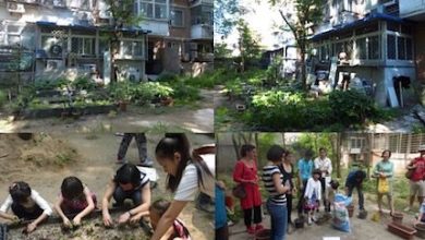 Photo of Sanyuanli Community Garden. A community garden in Beijing