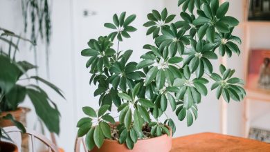 Photo of Schefflera care, the indoor plant for everyone