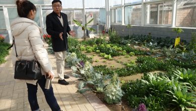 Photo of Searching for Urban Gardens in China: An Adventure