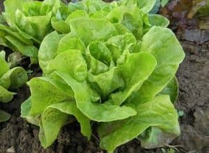 Photo of How to Fertilize Lettuce Step by Step – Sembrar100