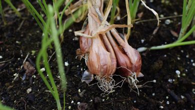 Photo of Shallot: [Growing, Irrigation, Substrate, Harvest and Much more]