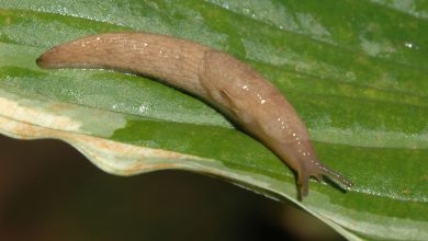 Photo of Slugs in the Garden: What are they and How Can We Fight Them?