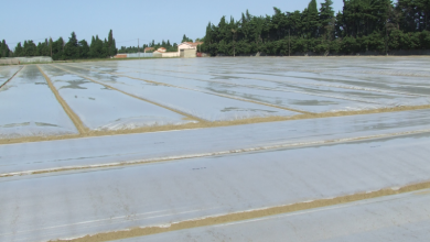 Photo of Soil solarization. Ecological disinfection with plastic