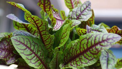 Photo of Sorrel: [Cultivation, Irrigation, Care, Pests and Diseases]