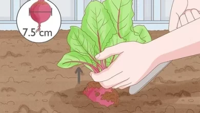 Photo of Sow Beetroot: How to do it in [12 Steps + Images]