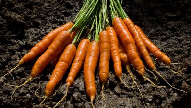 Photo of Sow Carrots: [Date, Irrigation, Substrate, Care, Harvest and Pests]