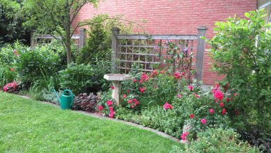 Photo of Sow Lawn and have a Dream Garden: Step by Step